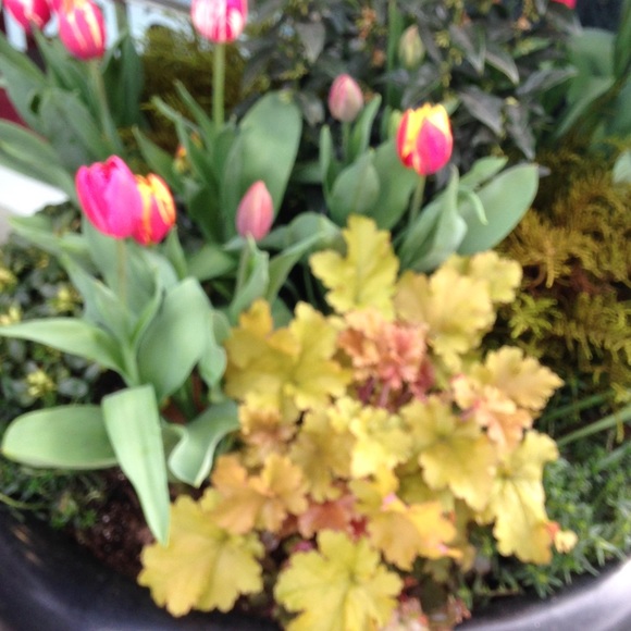 Meet your Posher, Shelli - Picture 1 of 1